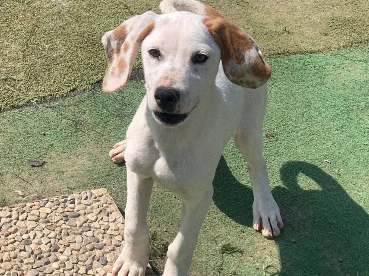 Adotta un cane, maschio, 3 mesi, Lecco