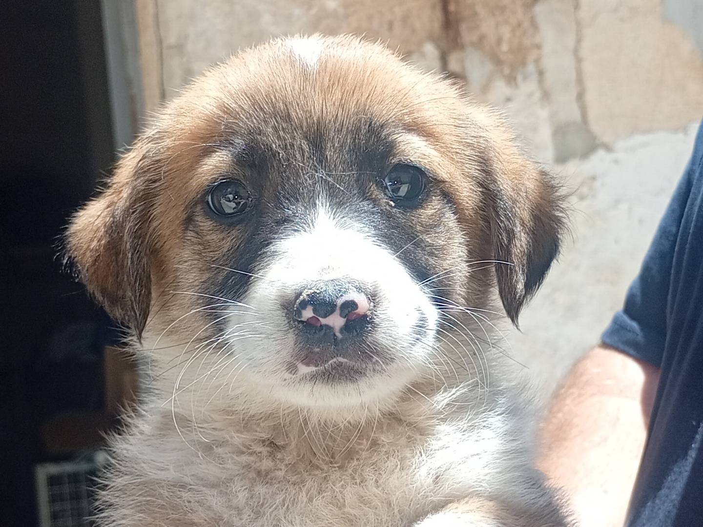 Adozione cane, femmina, Razza sconosciuta Razza sconosciuta, 2 mesi, taglia media contenuta, Trapani