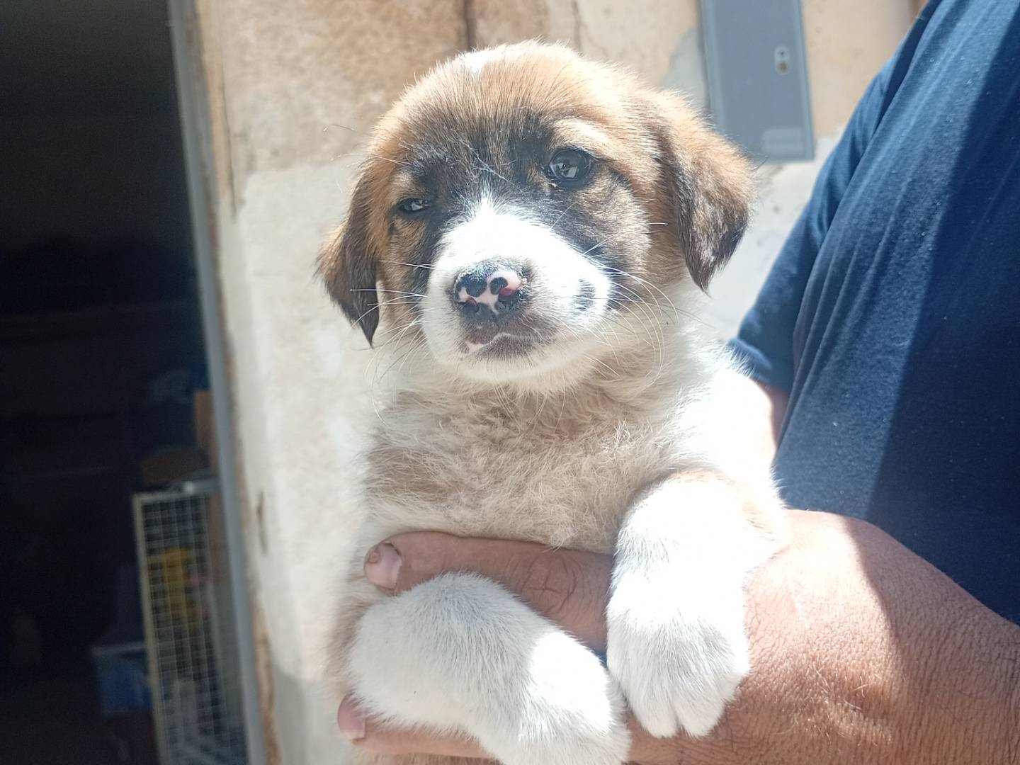 Adotta un cane, femmina, 2 mesi, Trapani
