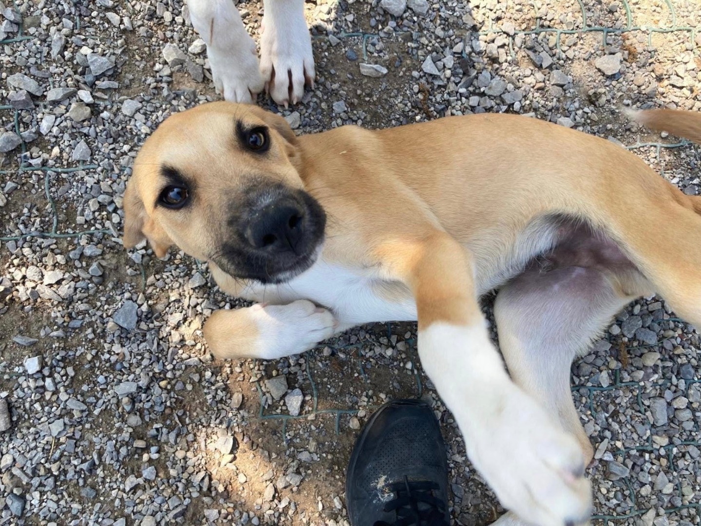 Adozione cane, maschio, Razza sconosciuta Razza sconosciuta, 3 mesi, taglia media contenuta, Lecco