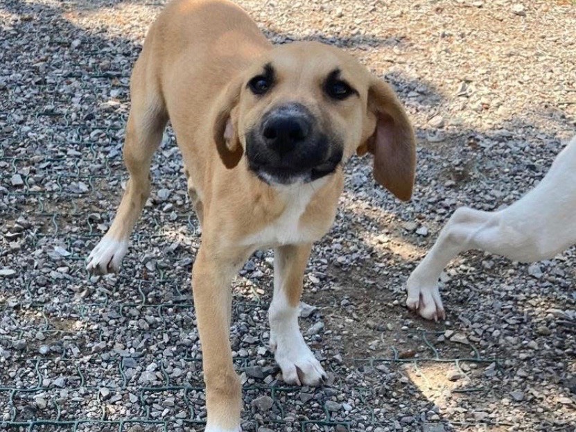 Adotta un cane, maschio, 3 mesi, Lecco