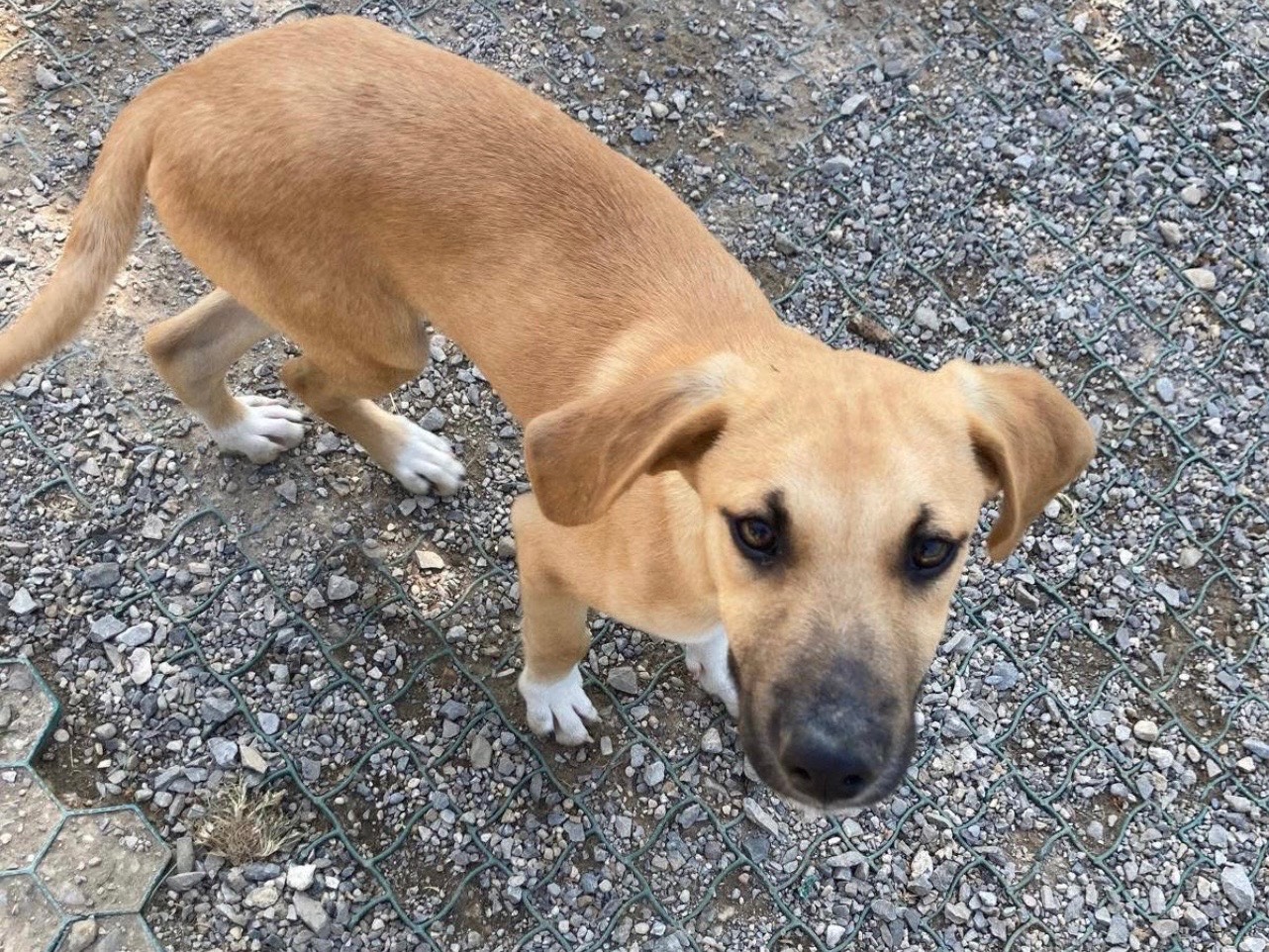 Adotta un cane, taglia media contenuta, maschio, Lecco