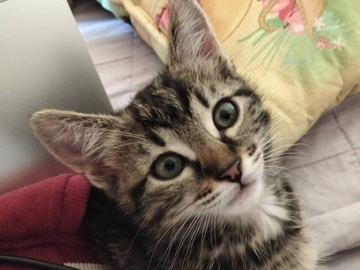 Adozione gatto, femmina, Razza sconosciuta Razza sconosciuta, 2 mesi, taglia non valida, Firenze