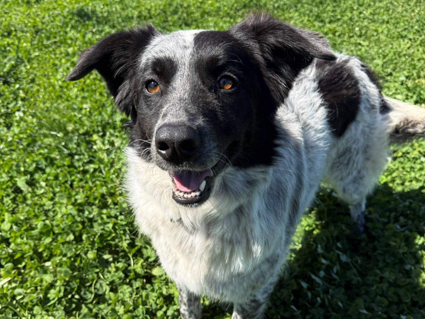 Adozione cane, femmina, Razza sconosciuta Razza sconosciuta, 2 anni e 7 mesi, taglia media, Milano