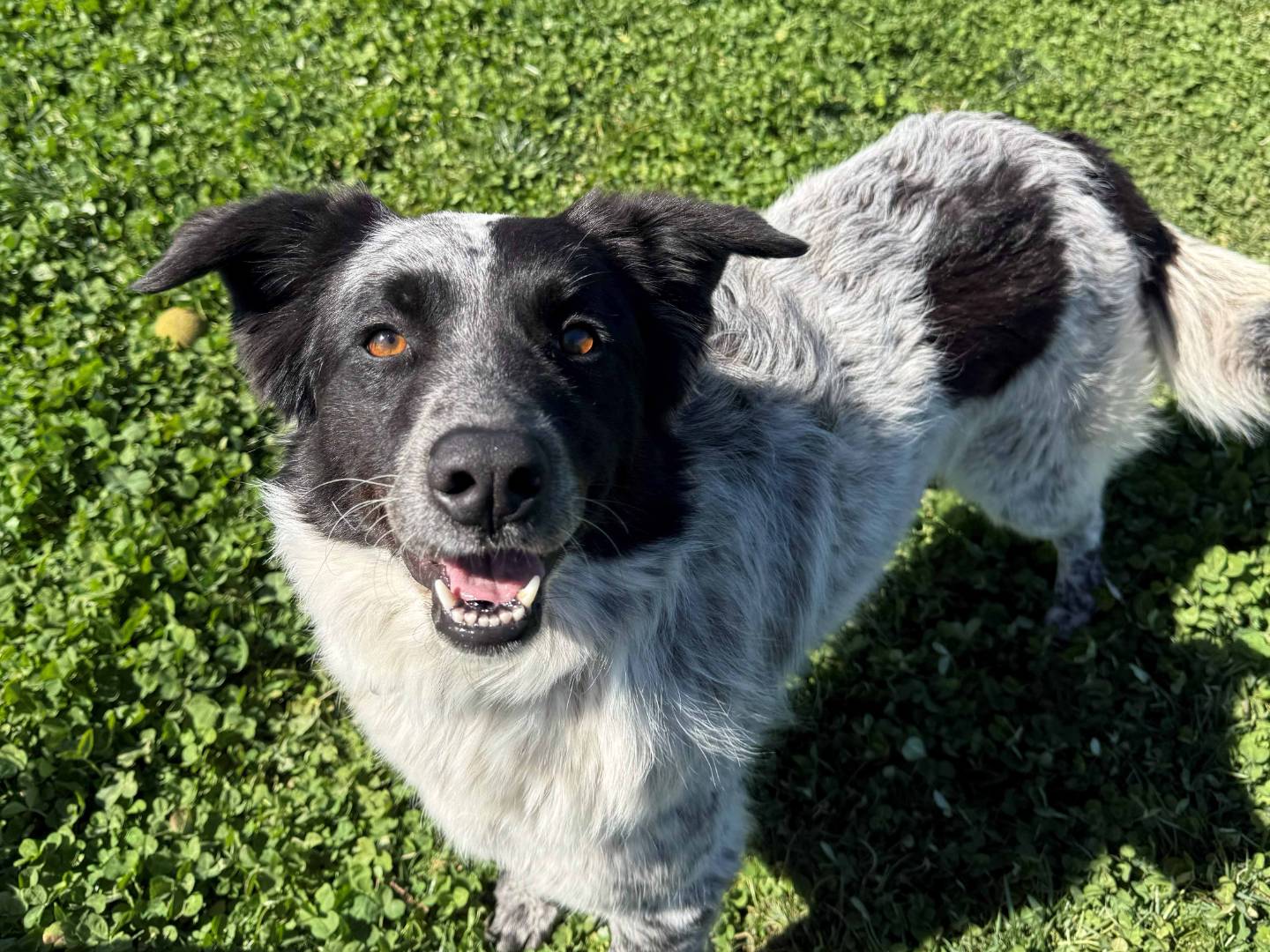 Adotta un cane, femmina, 2 anni e 7 mesi, Milano