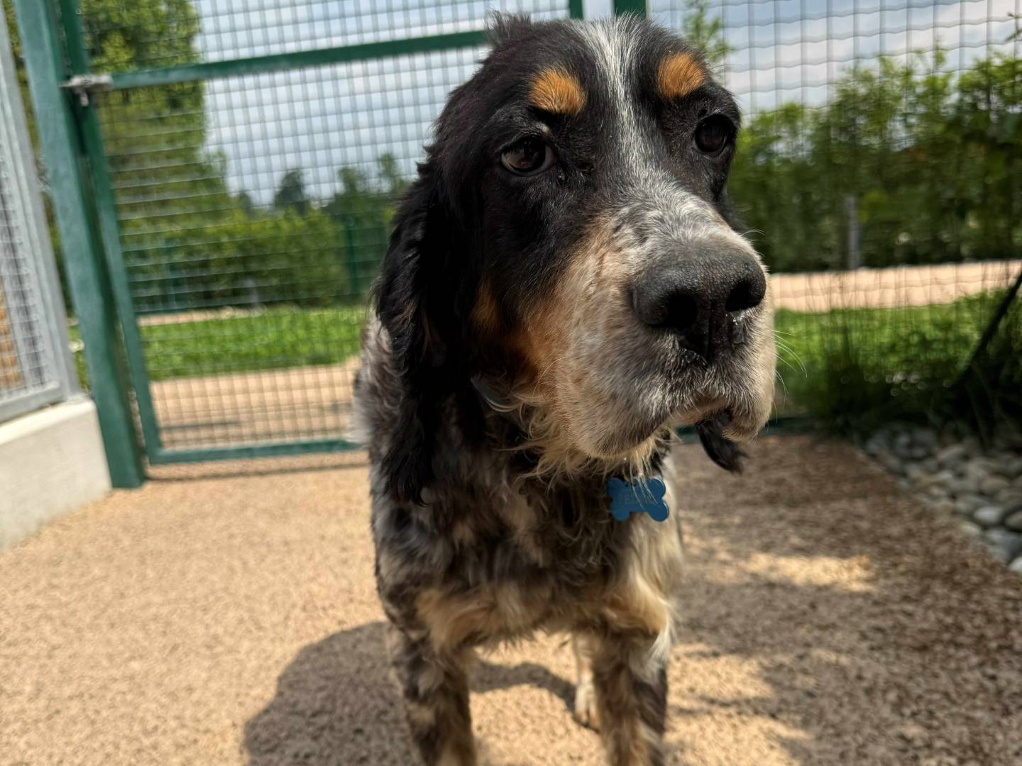 Adozione cane, maschio, Setter Inglese Razza sconosciuta, 10 anni e 9 mesi, taglia media, Milano