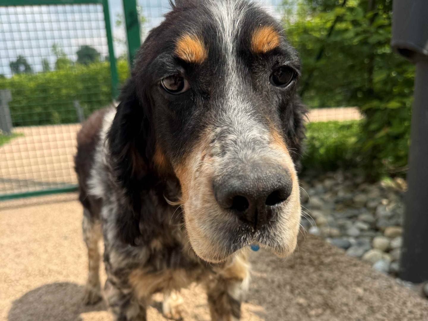 Adotta un cane, maschio, 10 anni e 9 mesi, Milano