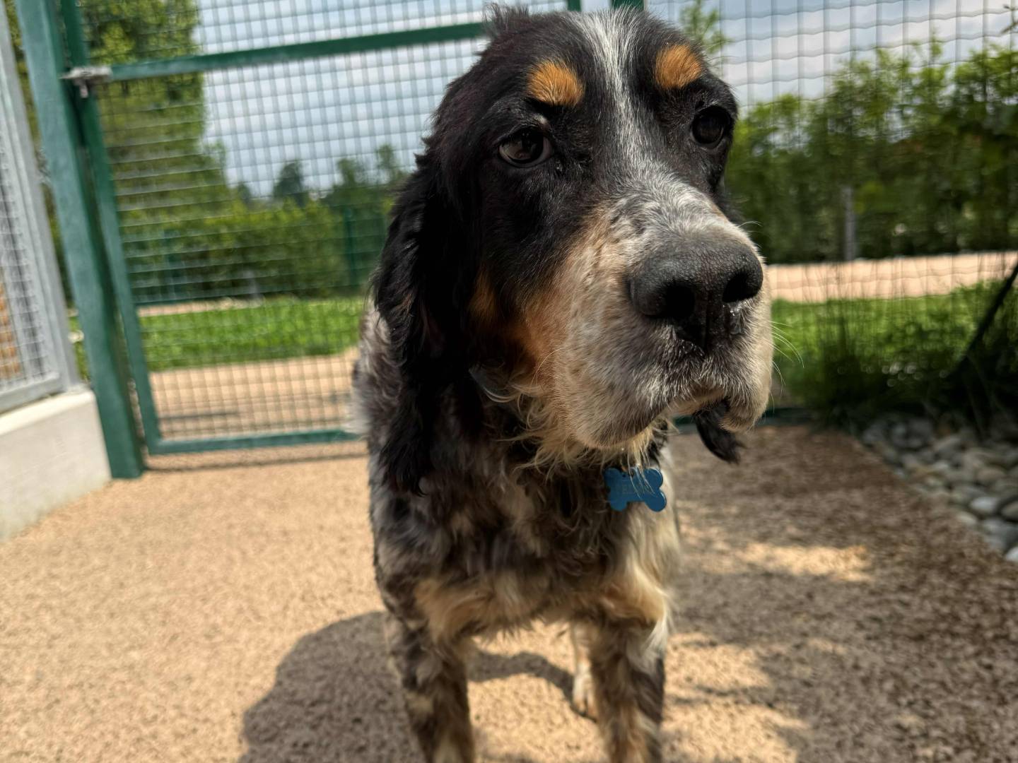 Adotta un cane, taglia media, maschio, Milano