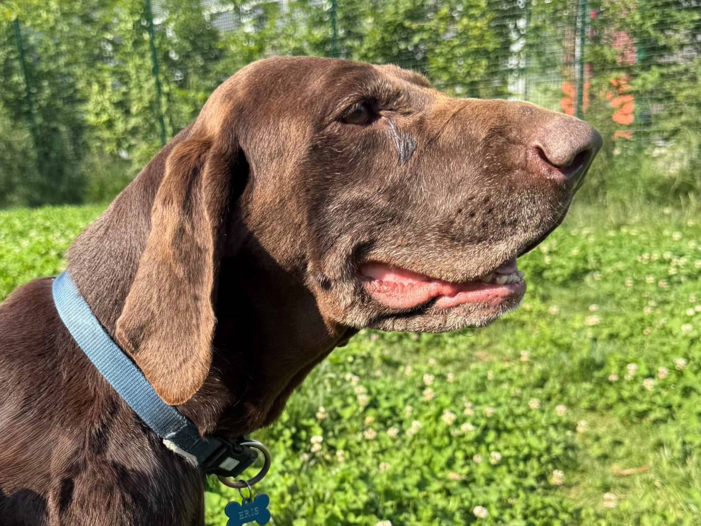 Adozione cane, femmina, Bracco Razza sconosciuta, 9 anni e 7 mesi, taglia media, Milano