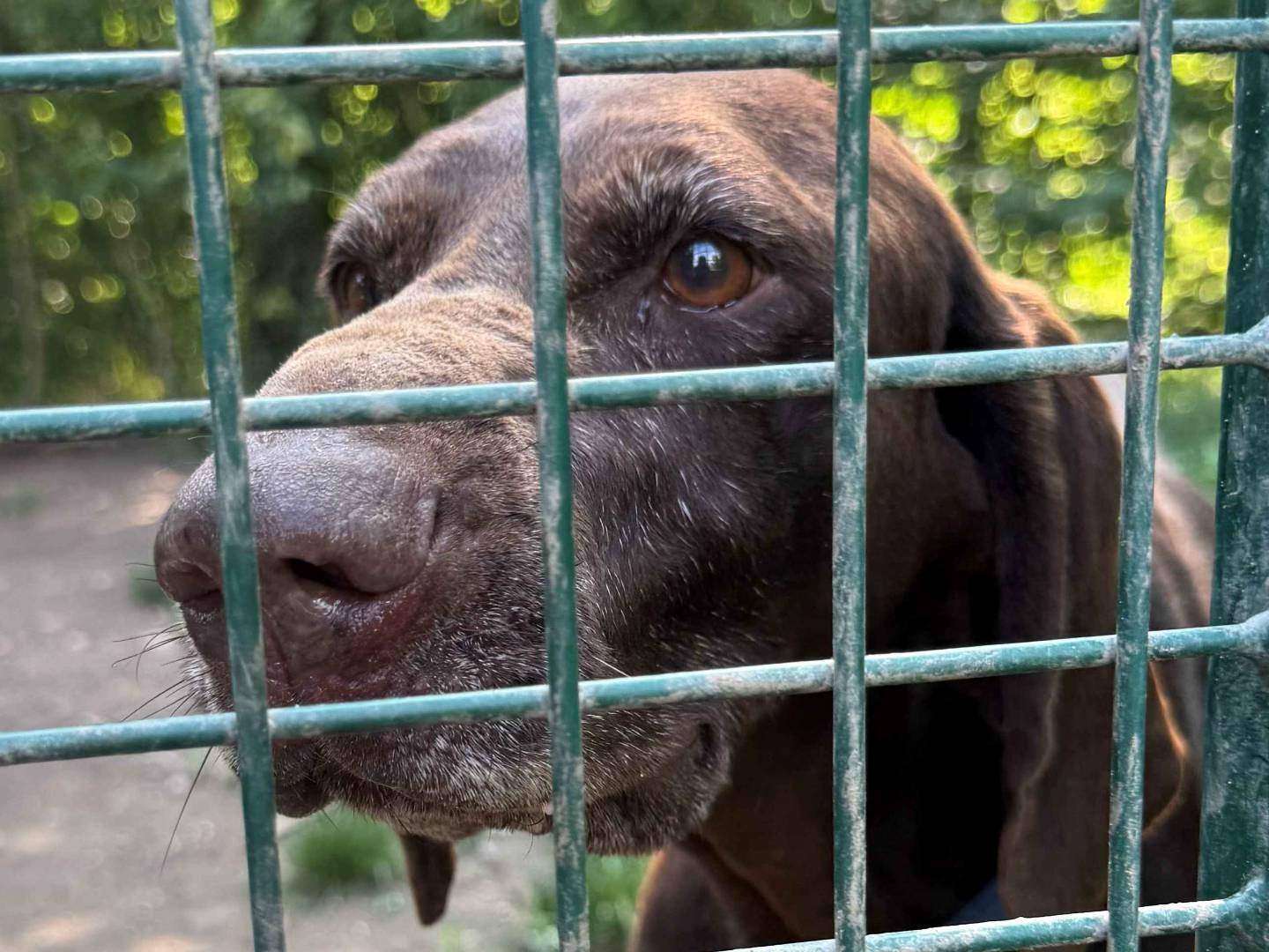 Adotta un cane, femmina, 9 anni e 7 mesi, Milano