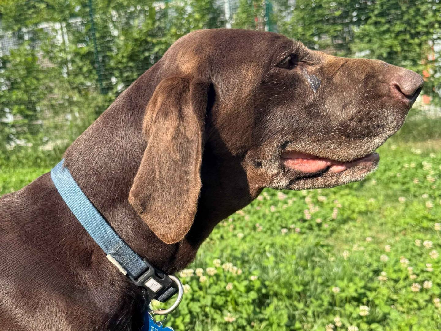 Adotta un cane, taglia media, femmina, Milano