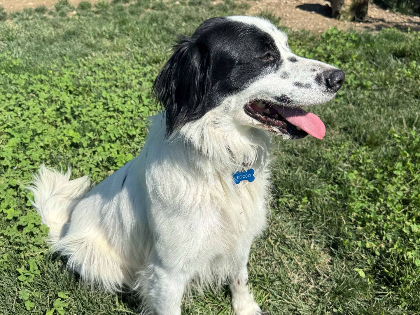 Adotta un cane, maschio, 3 anni e 7 mesi, Milano