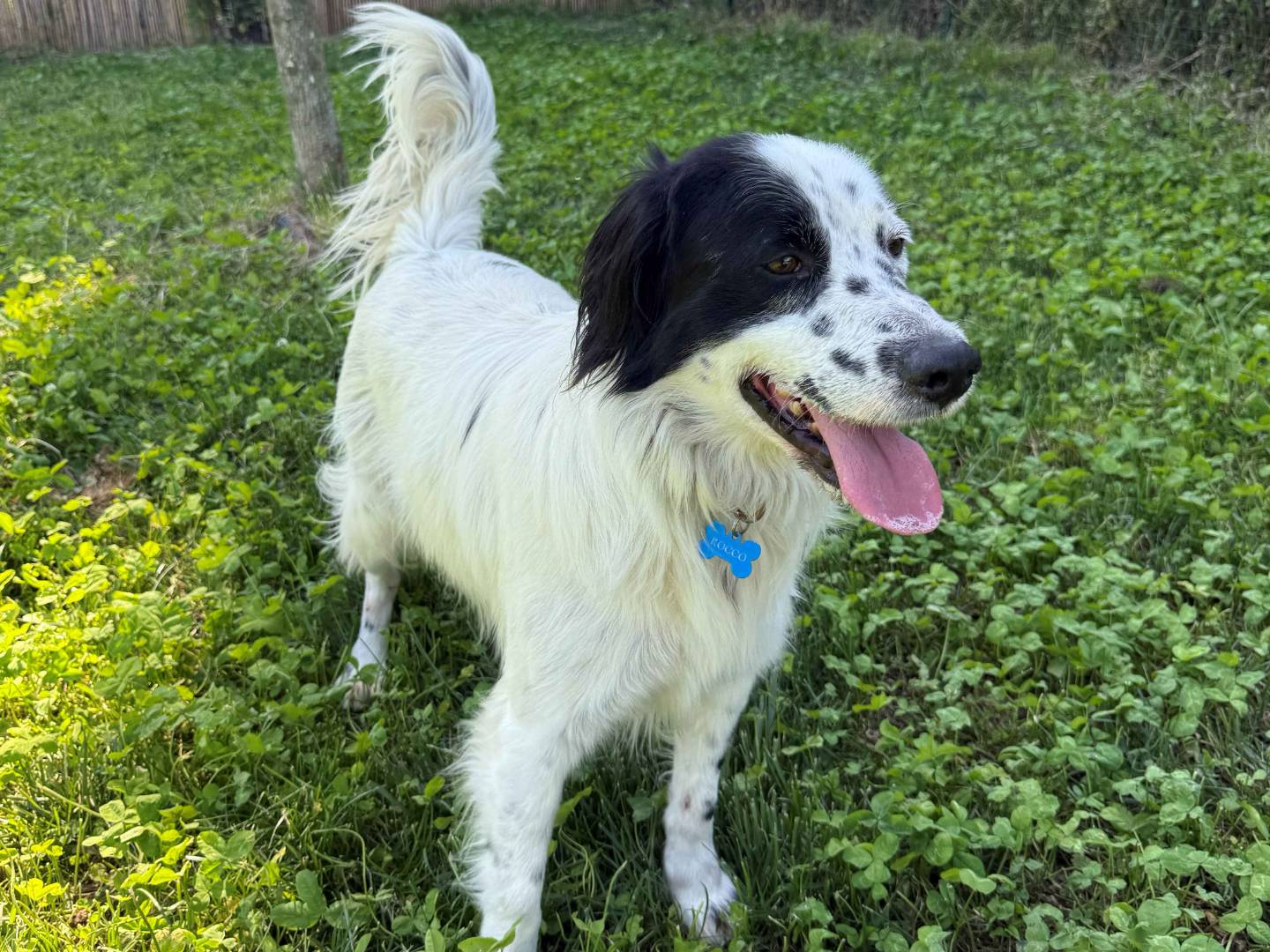 Vuoi adottare un cane a Milano?