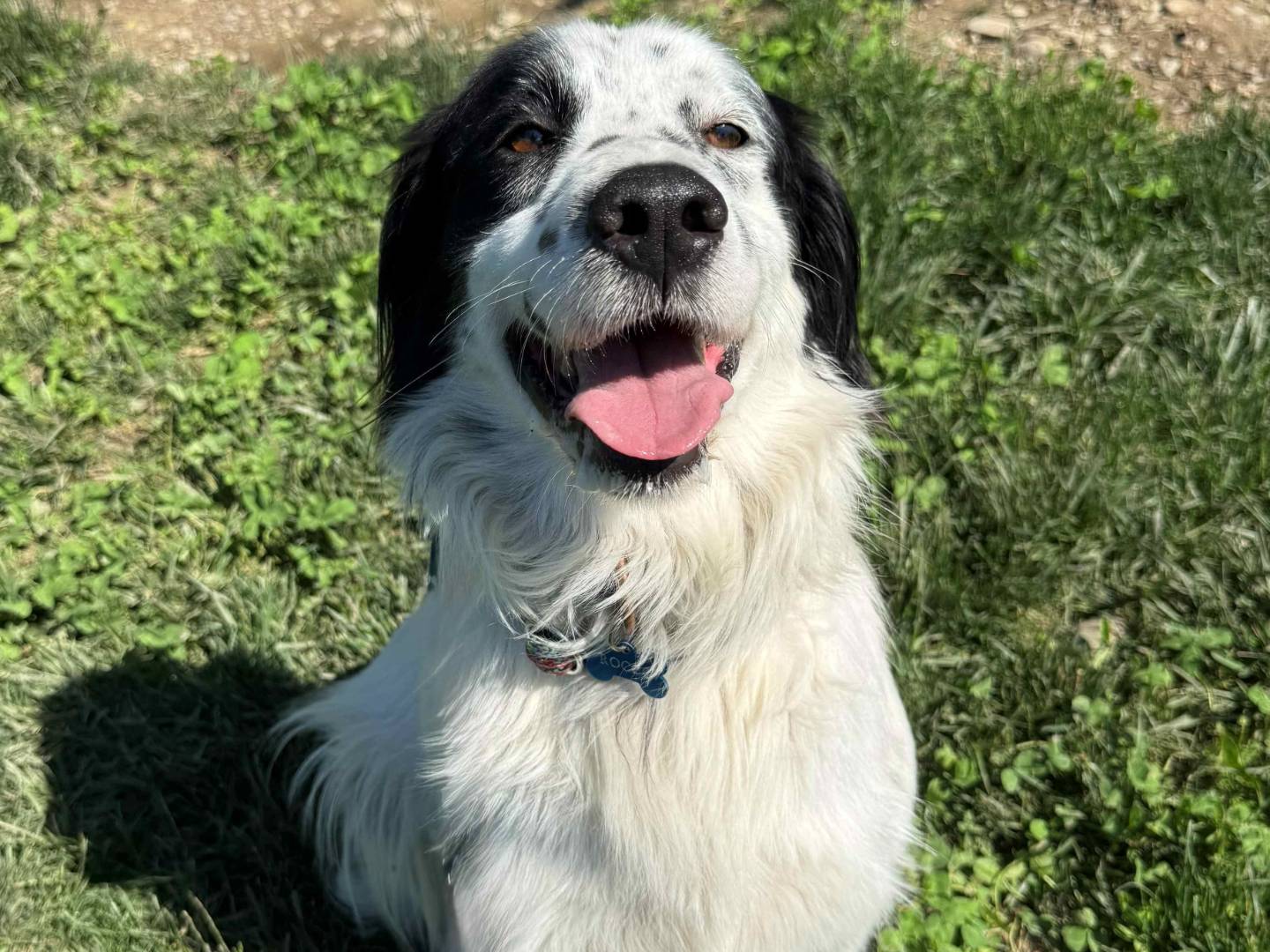 Adozione cane, maschio, Setter Inglese Razza sconosciuta, 3 anni e 7 mesi, taglia media, Milano