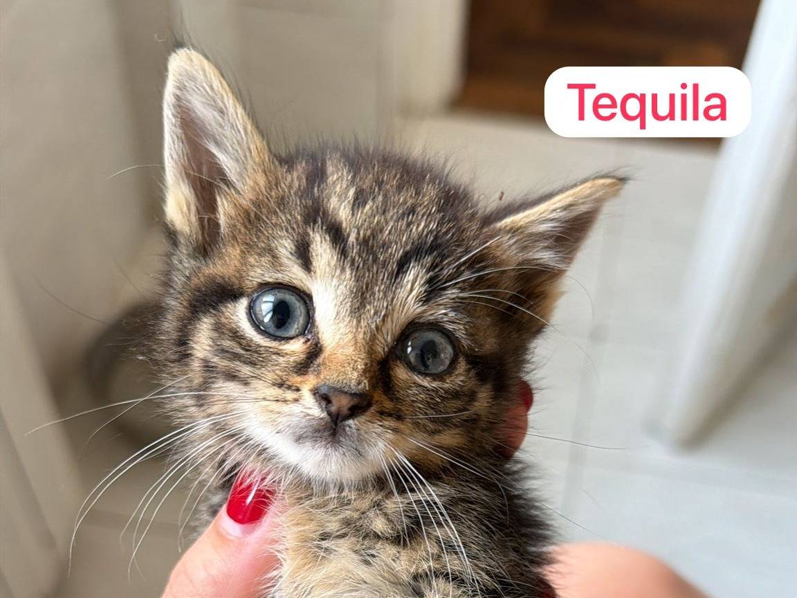 Adozione gatto, femmina, Razza sconosciuta Razza sconosciuta, 2 mesi, taglia non valida, Roma
