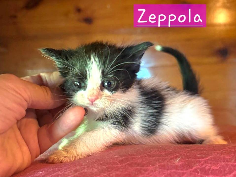 Adozione gatto, femmina, Razza sconosciuta Razza sconosciuta, 1 mesi, taglia non valida, Roma