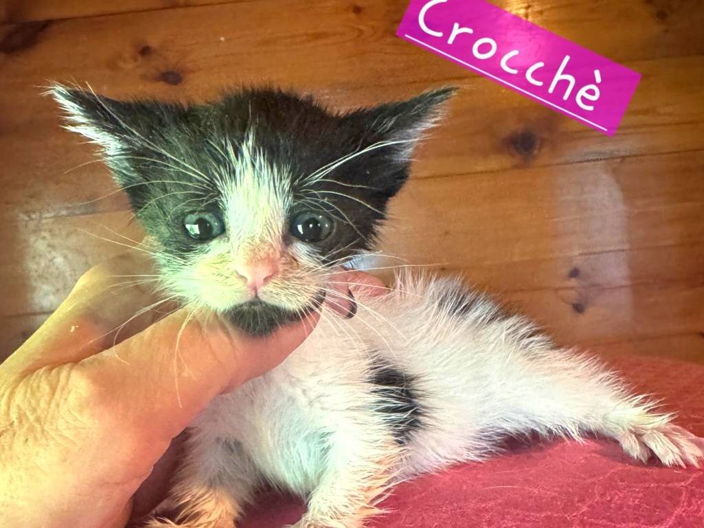 Adozione gatto, femmina, Razza sconosciuta Razza sconosciuta, 1 mesi, taglia non valida, Roma