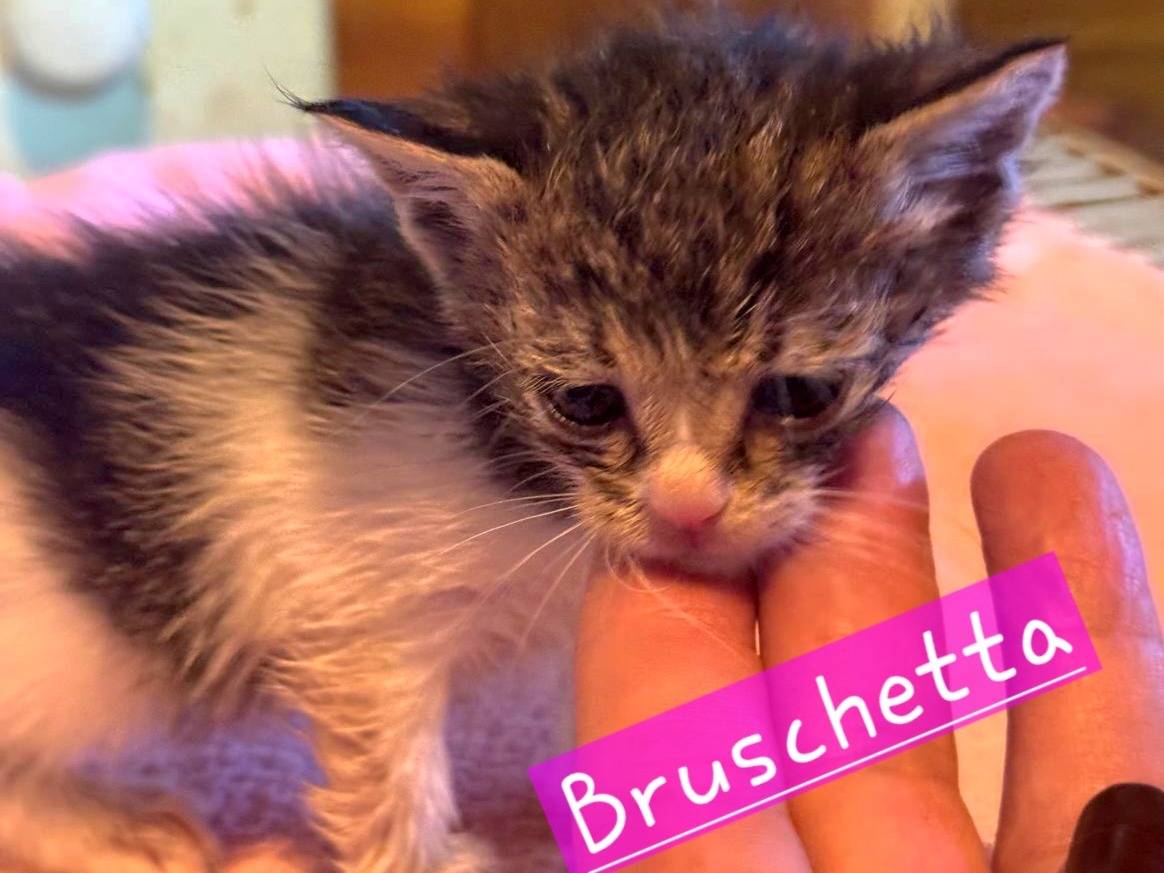 Adozione gatto, femmina, Razza sconosciuta Razza sconosciuta, 1 mesi, taglia non valida, Roma