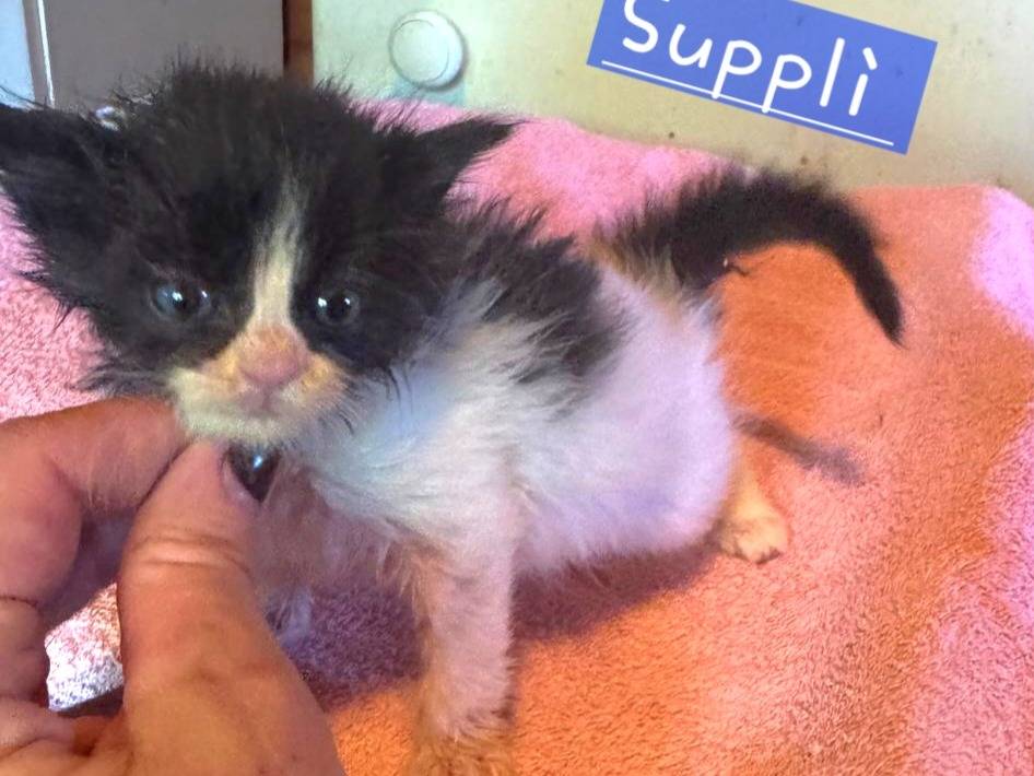 Adozione gatto, maschio, Razza sconosciuta Razza sconosciuta, 1 mesi, taglia non valida, Roma