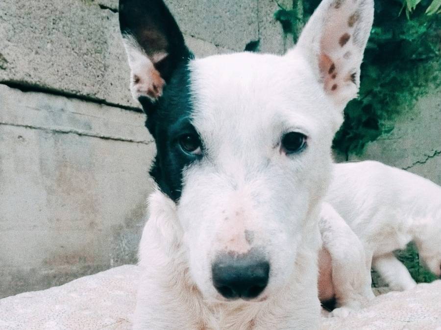 Foto 3 dell'animale