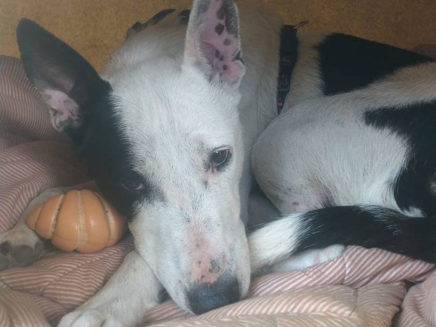 Vuoi adottare un cane a Napoli?
