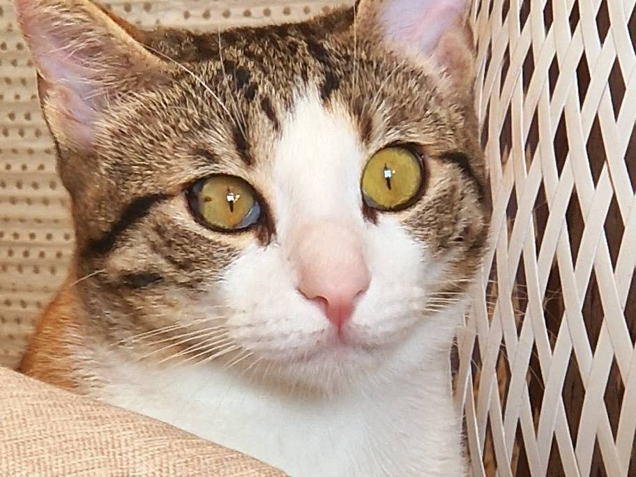Adotta un gatto, femmina, 1 anno e 2 mesi, Napoli