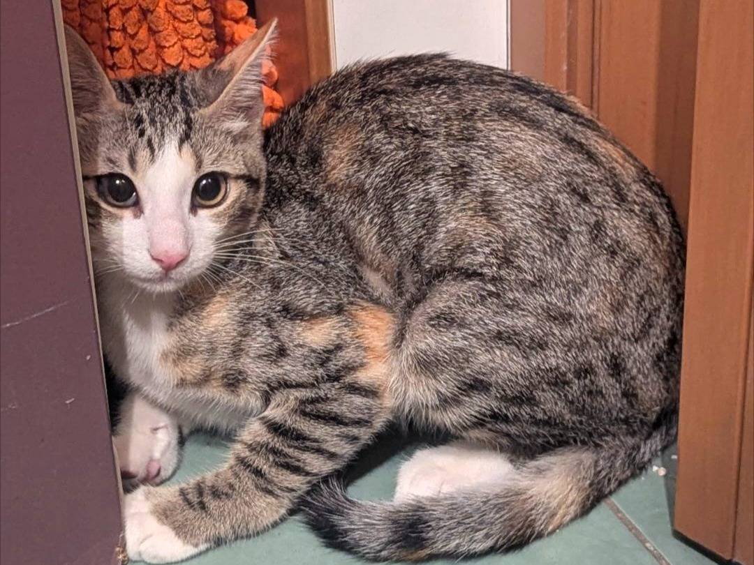 Adozione gatto, femmina, Razza sconosciuta Razza sconosciuta, 1 anno e 2 mesi, taglia non valida, Napoli
