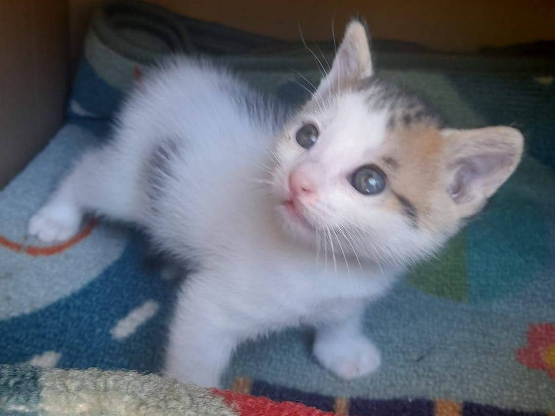 Adozione gatto, femmina, Razza sconosciuta Razza sconosciuta, 3 settimane, taglia non valida, Napoli