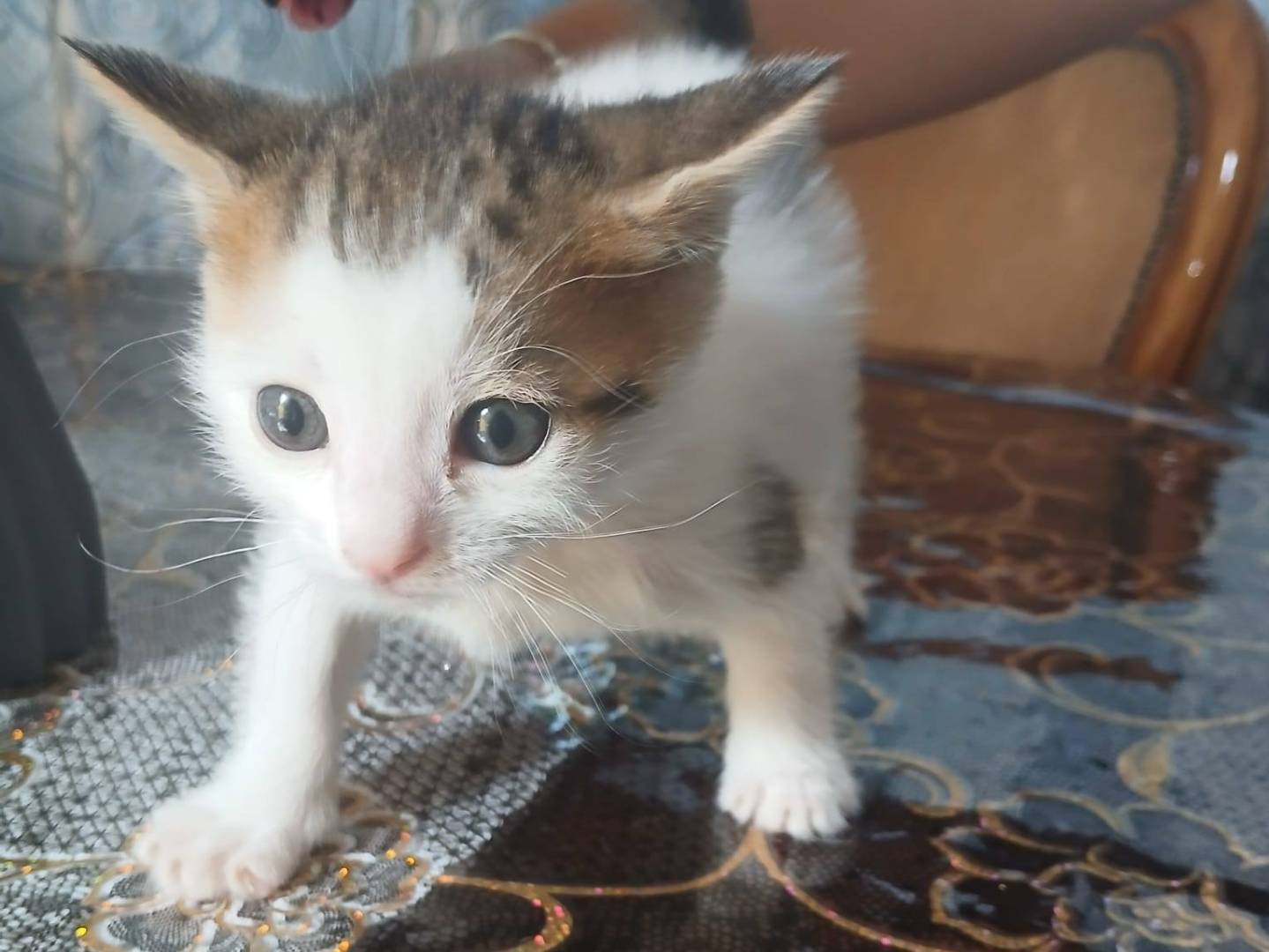 Adotta un gatto, femmina, 3 settimane, Napoli