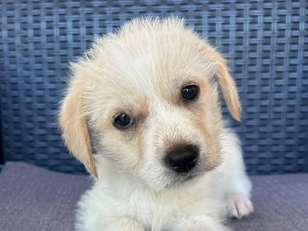 Adozione cane, maschio, Razza sconosciuta Razza sconosciuta, 1 mesi, taglia media, Varese