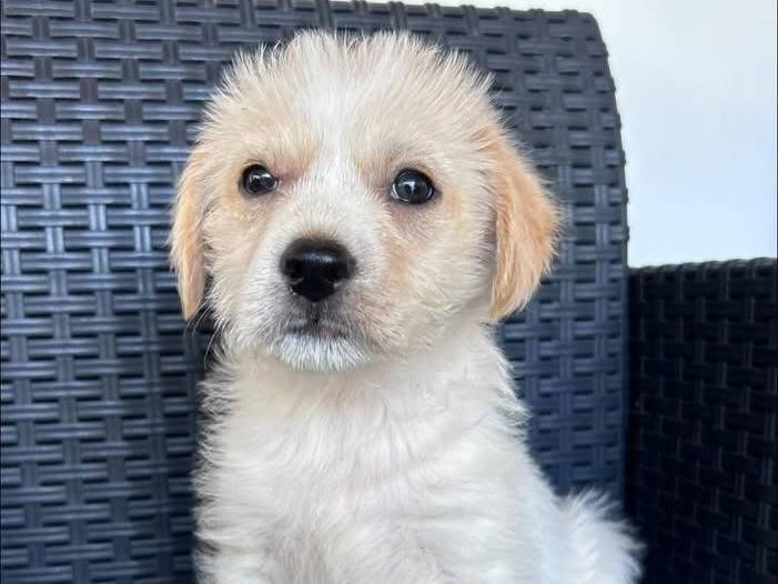 Adotta un cane, maschio, 1 mesi, Varese