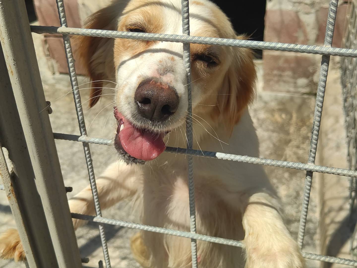 Adozione cane, femmina, Breton Razza sconosciuta, 2 anni e 7 mesi, taglia media contenuta, Avellino