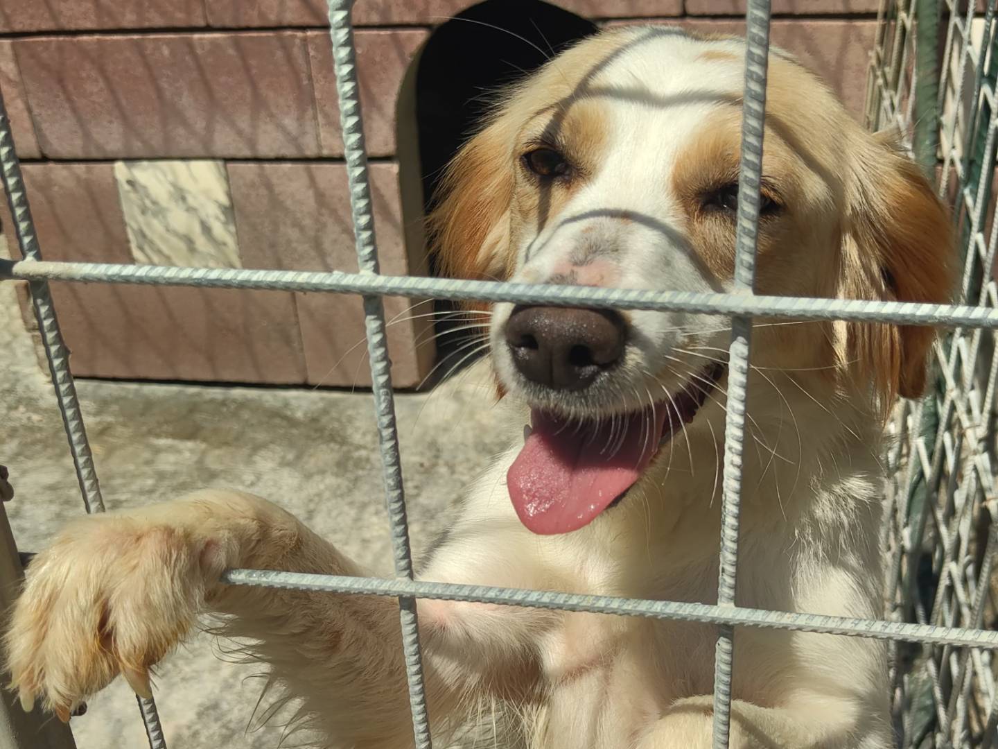 Adotta un cane, taglia media contenuta, femmina, Avellino