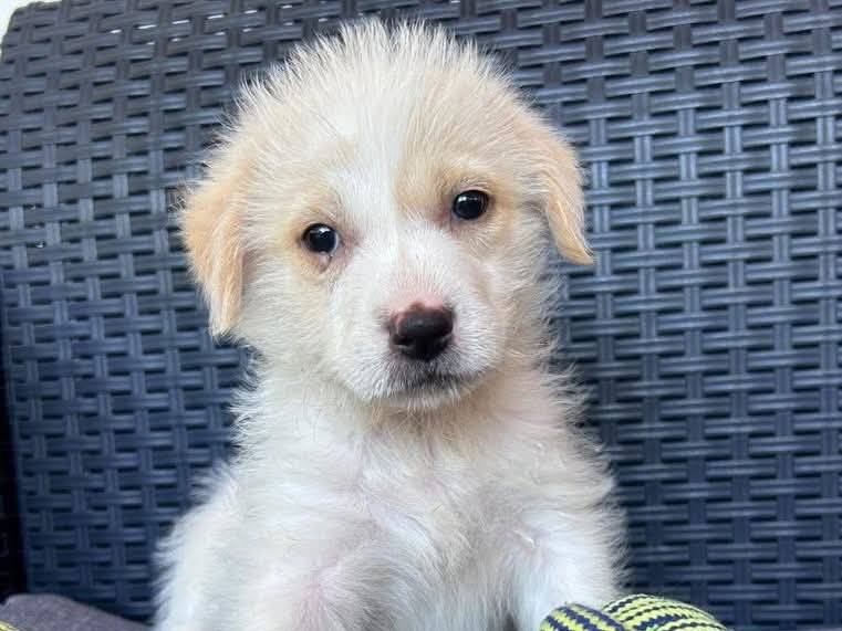 Adozione cane, femmina, Razza sconosciuta Razza sconosciuta, 1 mesi, taglia media, Vercelli