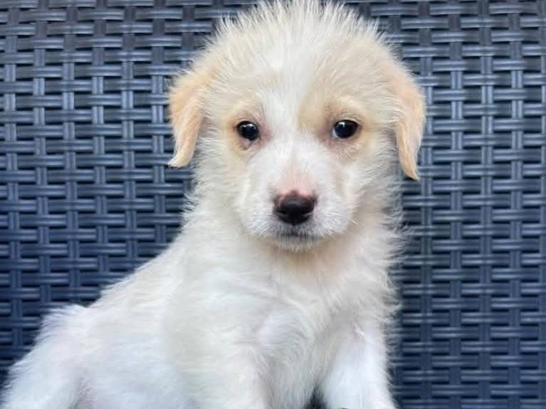 Adotta un cane, femmina, 1 mesi, Vercelli