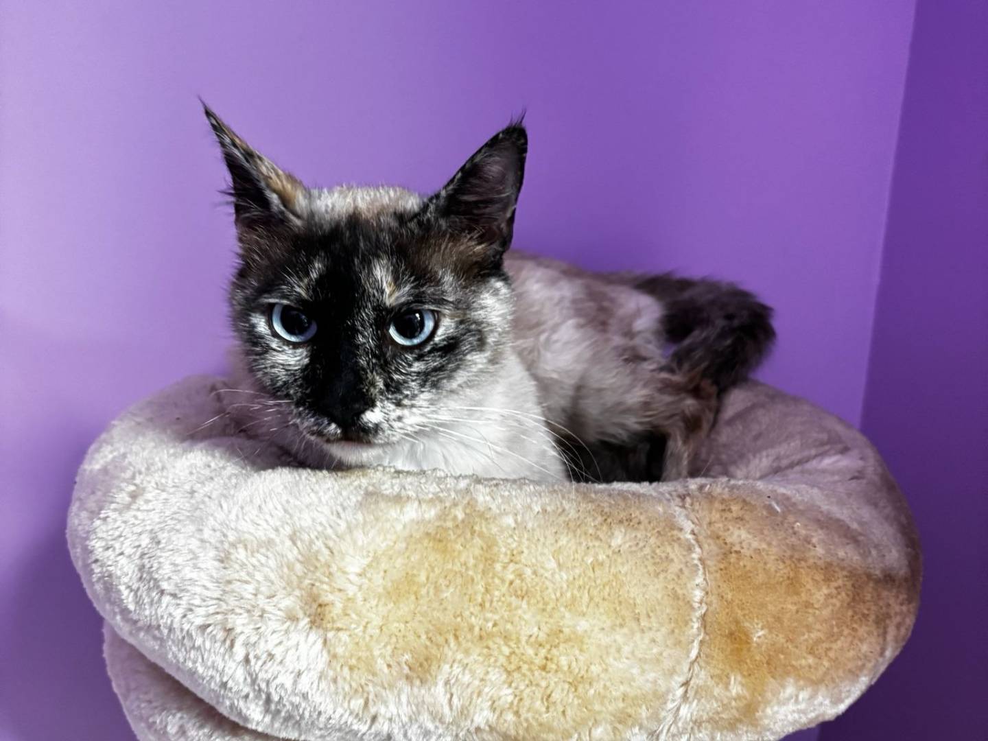 Adozione gatto, femmina, Razza sconosciuta Razza sconosciuta, 2 anni e 4 mesi, taglia non valida, Roma