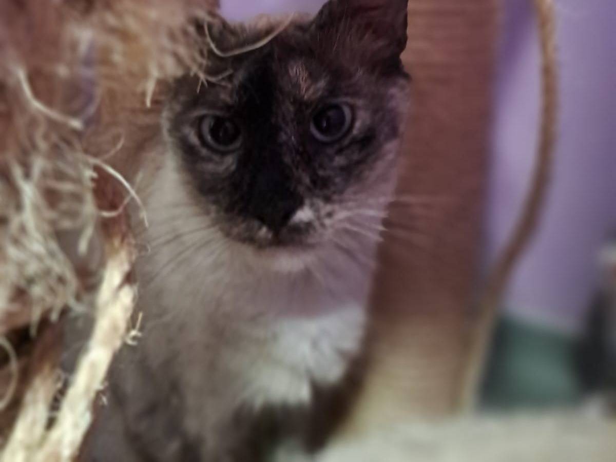 Adotta un gatto, femmina, 2 anni e 4 mesi, Roma