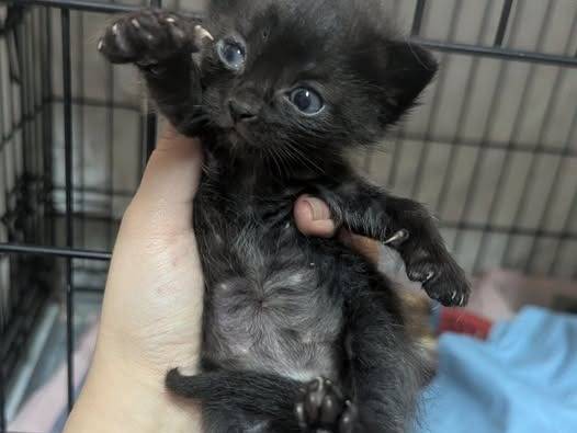 Adozione gatto, maschio, Razza sconosciuta Razza sconosciuta, 1 mesi, taglia non valida, Teramo