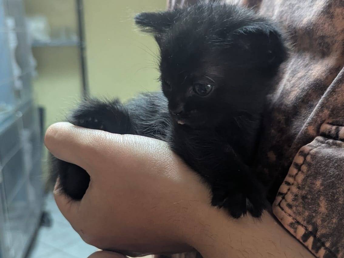 Adotta un gatto, maschio, 1 mesi, Teramo