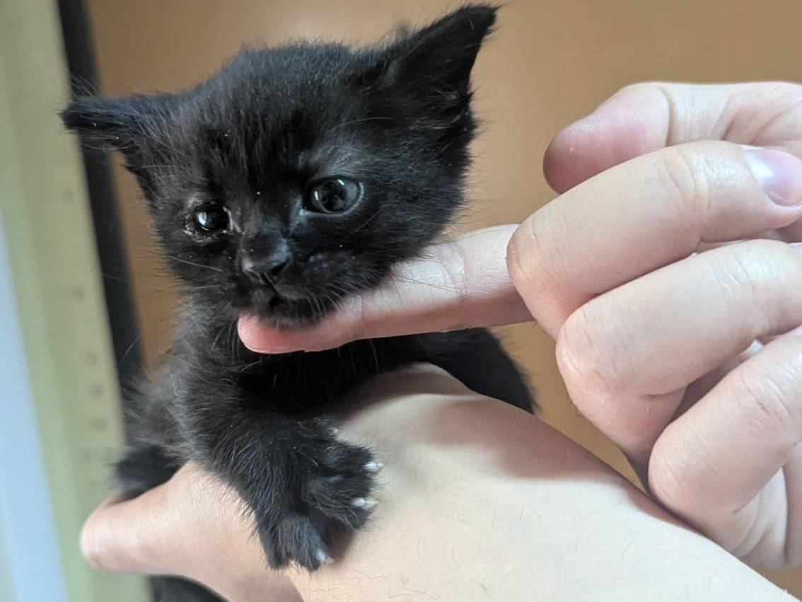 Adotta un gatto, taglia non valida, maschio, Teramo