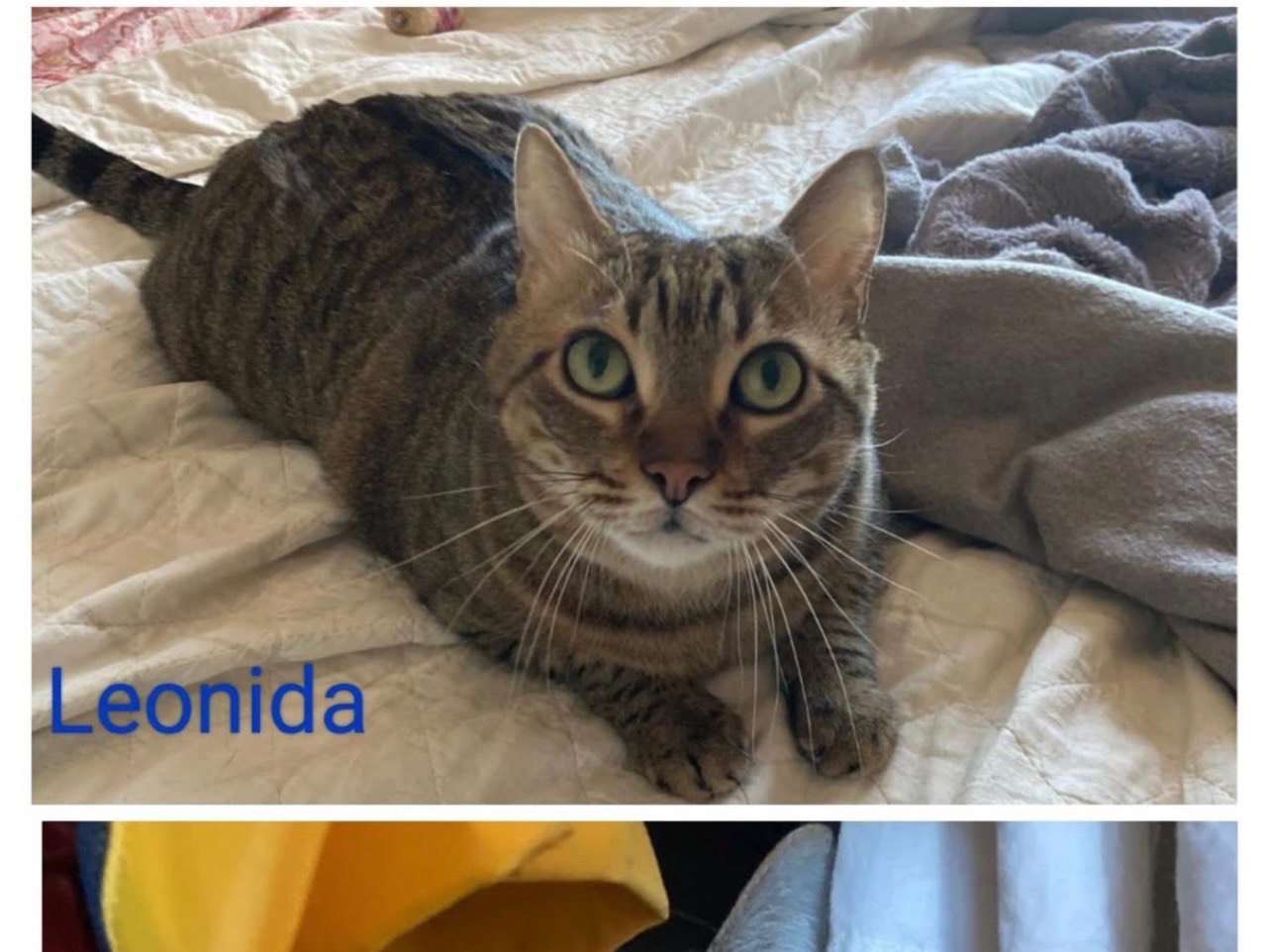 Adozione gatto, maschio, Razza sconosciuta Razza sconosciuta, 9 anni e 11 mesi, taglia non valida, Milano