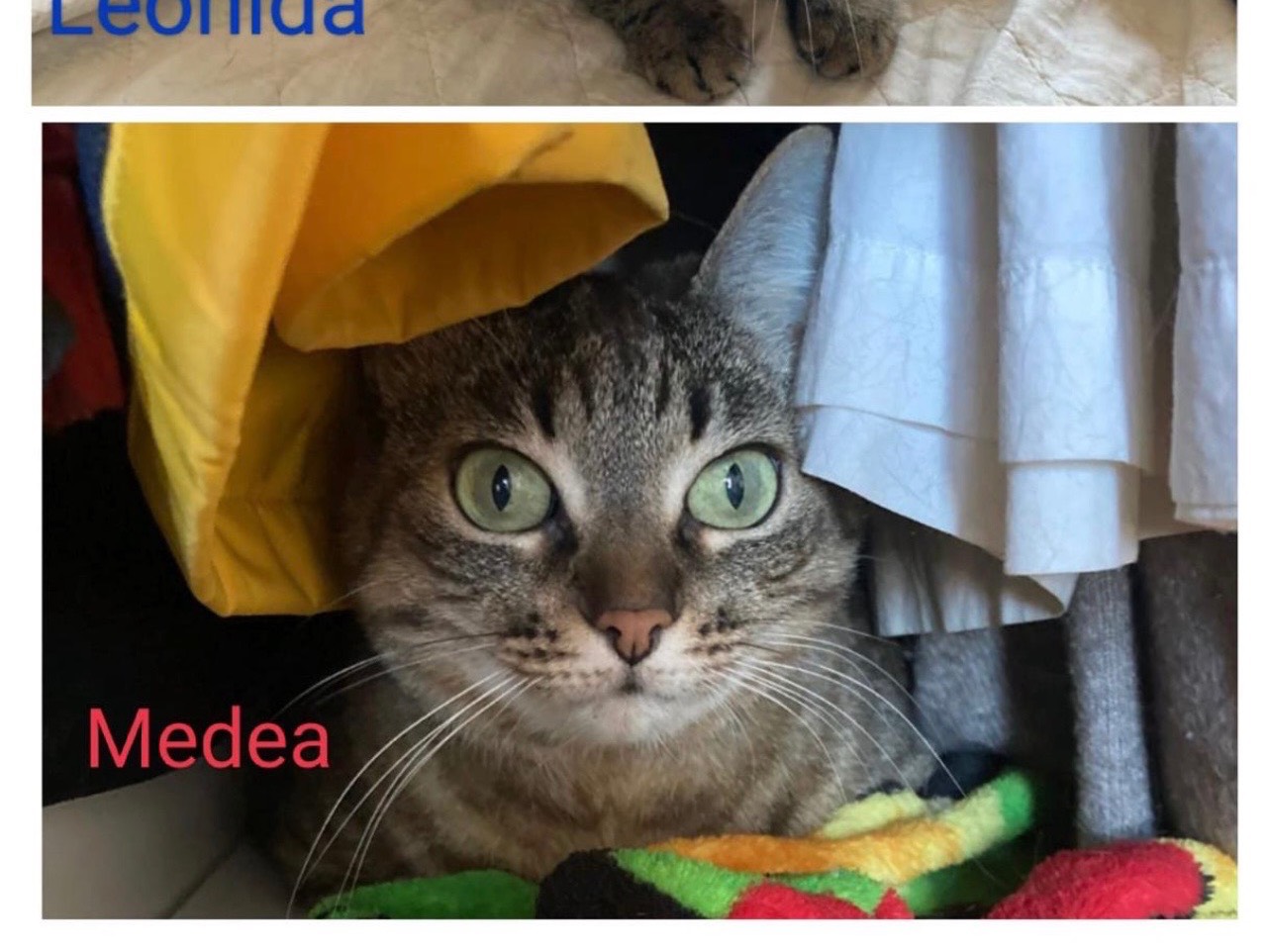 Adotta un gatto, maschio, 9 anni e 11 mesi, Milano