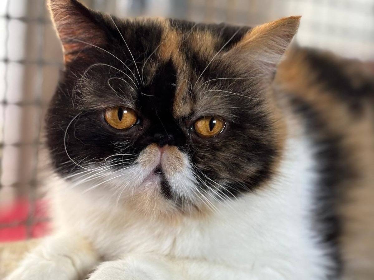 Adozione gatto, femmina, Razza sconosciuta Razza sconosciuta, 3 anni e 4 mesi, taglia non valida, Pisa