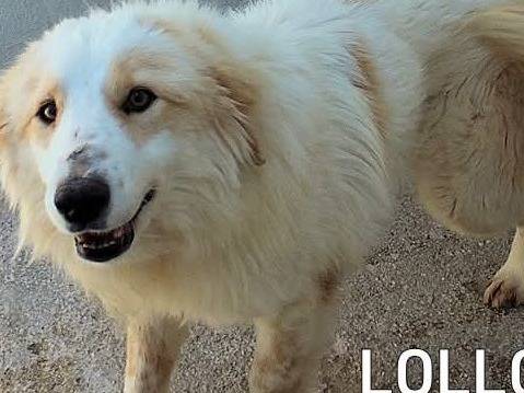 Adozione cane, maschio, Razza sconosciuta Razza sconosciuta, 6 anni e 4 mesi, taglia media, Bologna