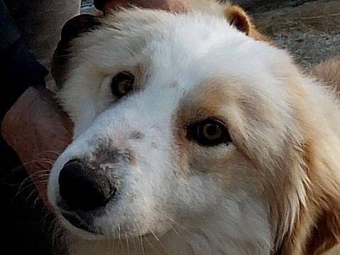 Adotta un cane, maschio, 6 anni e 4 mesi, Bologna