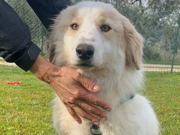 Adotta un cane, taglia media, maschio, Bologna