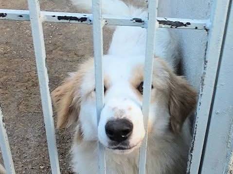 Vuoi adottare un cane a Bologna?