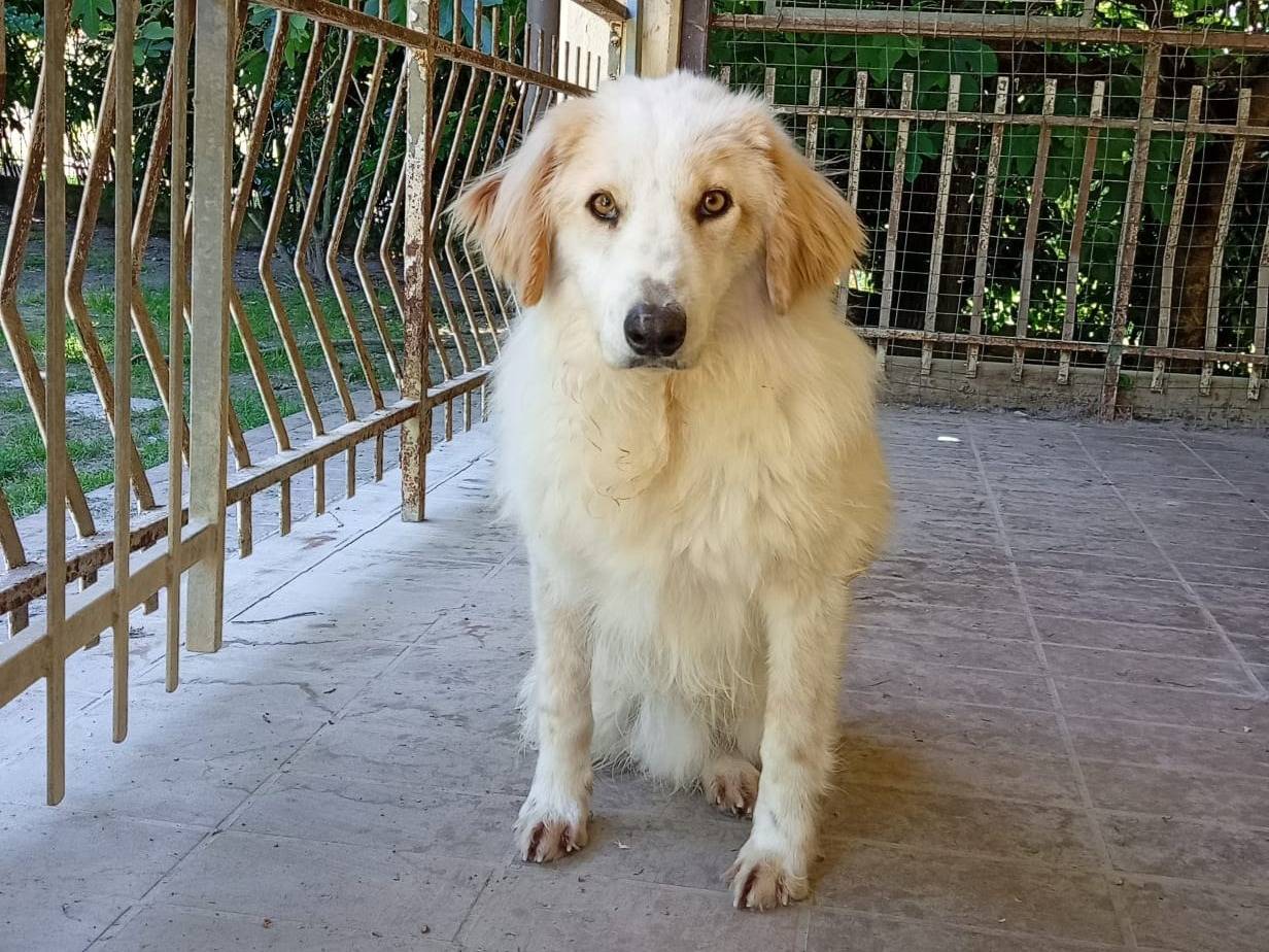 Adotta il cane LOLLO a Bologna