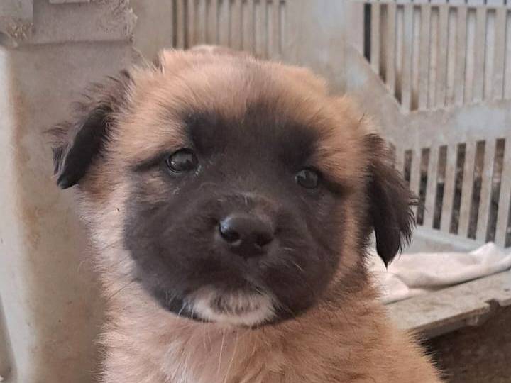 Adozione cane, femmina, Razza sconosciuta Razza sconosciuta, 1 mesi, taglia media, Caltanissetta