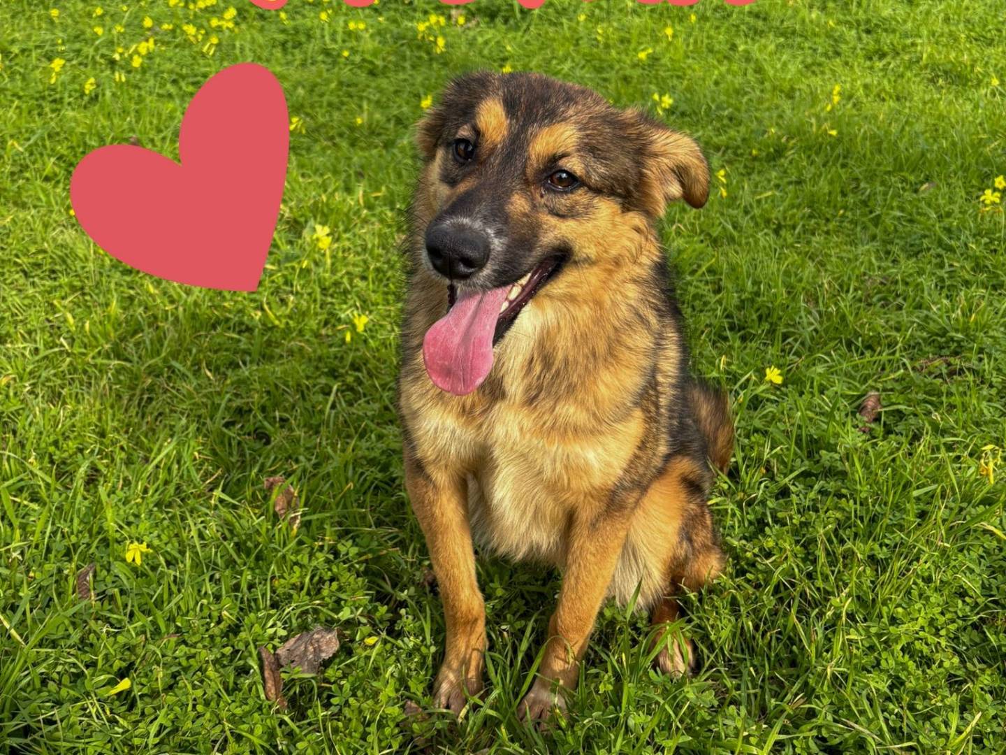 Adozione cane, femmina, Razza sconosciuta Razza sconosciuta, 1 anno e 1 mese, taglia media, Crotone